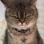 银河量化的头像交易的工具|外汇EA|外汇论坛|MT4指标|MT5软件|EA源码|MQL编程|跟单系统|马丁格尔|狼行天下|财经东北路|ctrader|蜡烛图技术|外汇知识|自动化交易1mt5